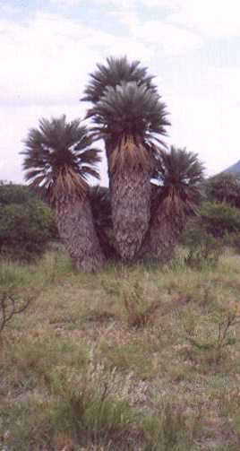 Trithrinax campestris