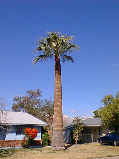 Washingtonia filifera