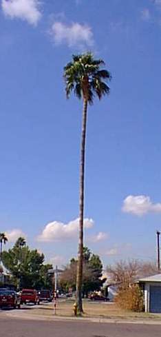 Washingtonia robusta