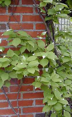 Kiwi Vine(Actinidia kolomikta)