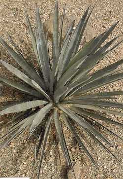 (Agave aktites)