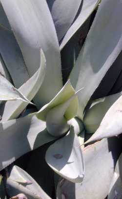 (Agave mitis var. albidior )