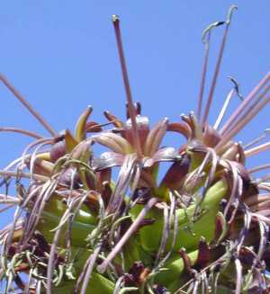 (Agave mitis var. albidior )