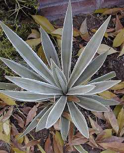 Maguey Lechugilla(Agave angustifolia)