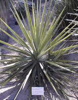 Maguey Lechugilla(Agave angustifolia)