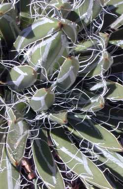 (Agave toumeyana ssp. bella )