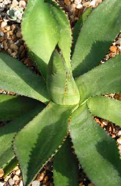 (Agave boldinghiana)