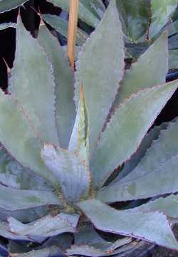 Cow Horn Agave, Lechuguilla Verde(Agave bovicornuta)