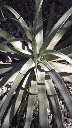 Squid Agave(Agave bracteosa)