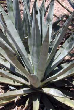 Cantala(Agave cantala var. cantala )