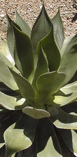 (Agave chiapensis)