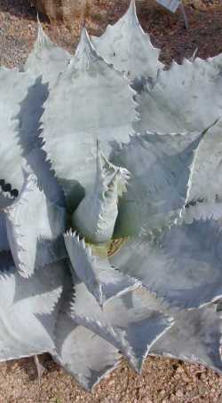 Mescal Ceniza(Agave colorata)