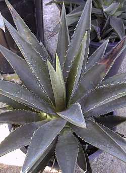 False Sisal(Agave decipiens)