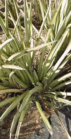 Mescalito(Agave felgeri)