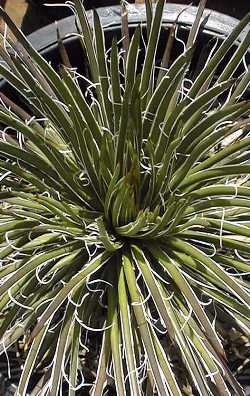 Twin-flowered Agave(Agave geminiflora)