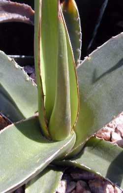 (Agave ghiesbreghtii)