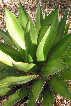 (Agave ghiesbreghtii)