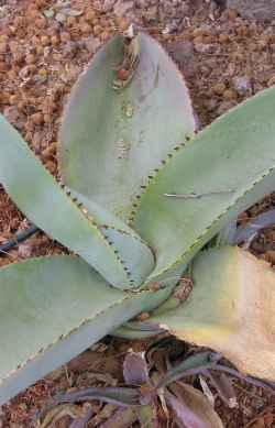 (Agave guiengola)