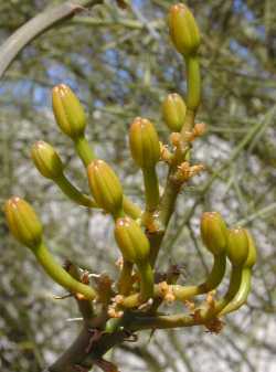 (Agave gypsophila)