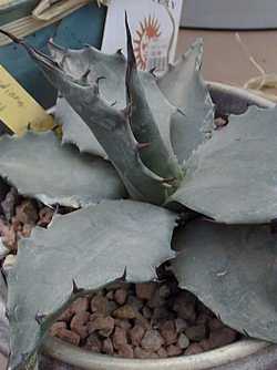 Chisos Agave(Agave havardiana)