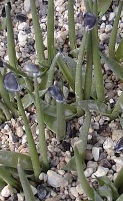 Ft. Huachuca Agave(Agave parryi var. huachucensis )