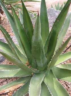 (Agave kerchovei)