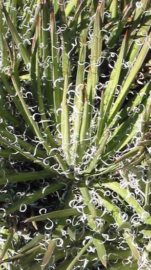 (Agave Χ leopoldii)