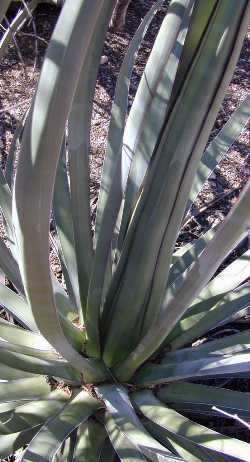 (Agave ocahui var. longifolia )