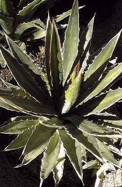 Thorncrest Century Plant(Agave lophantha)