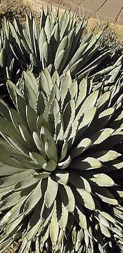 (Agave macroacantha)