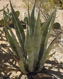 (Agave mapisaga var. mapisaga )