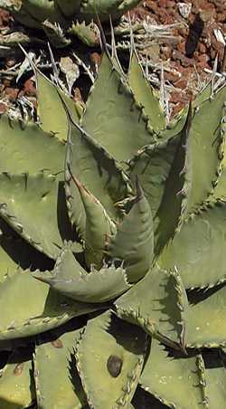 (Agave margaritae)