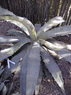 (Agave marmorata)