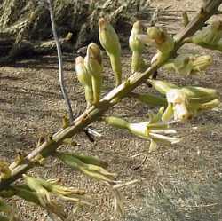 Chahuiqui(Agave multifilifera)