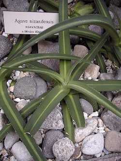 (Agave nizandensis)