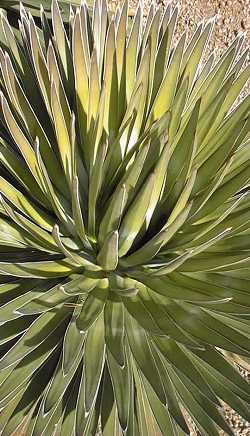 (Agave ocahui var. ocahui )