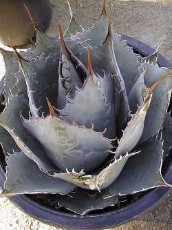 (Agave parrasana)