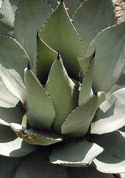 Parry's Agave(Agave parryi var. parryi )