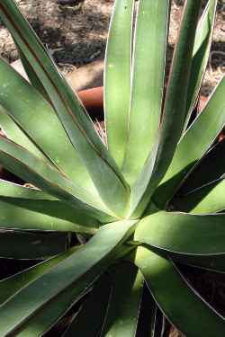 (Agave pelona)