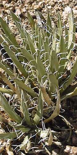 (Agave polyanthiflora)