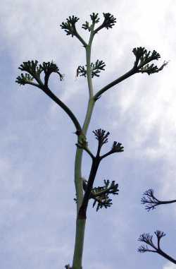 (Agave scabra)