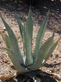 (Agave scabra)