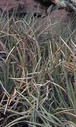 Schott's Century Plant, Shindagger(Agave schottii var. schottii )