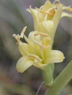 Schott's Century Plant, Shindagger(Agave schottii var. schottii )