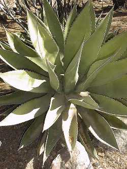 Coastal Century Plant(Agave shawii)