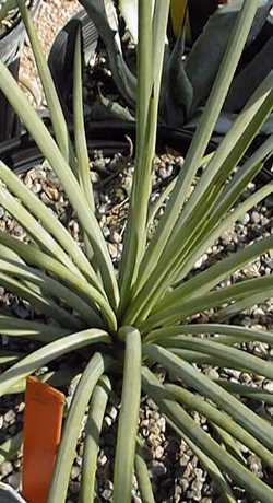 (Agave striata ssp. falcata )