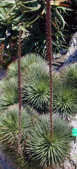 Hedgehog Agave(Agave stricta)