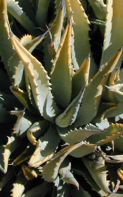 (Agave cerulata ssp. subcerulata )