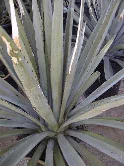 Weber Blue Agave, Agave Azul(Agave tequilana)