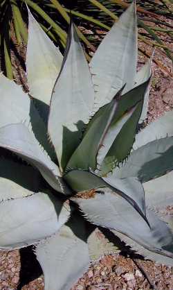 (Agave titanota)